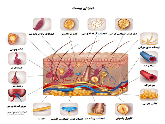 ساختار پوست