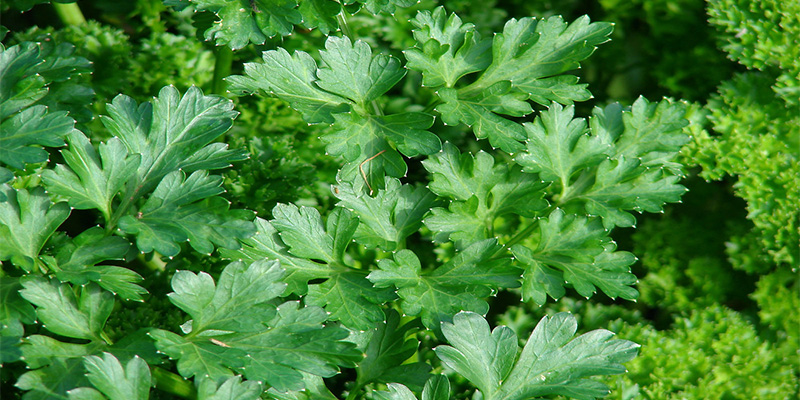 جعفری (Petroselinum crispum (Mill جعفری (Petroselinum crispum (Mill
