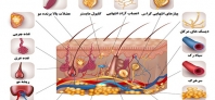 ساختار پوست